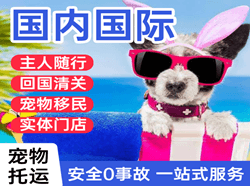 阿克苏红旗坡空运公司国际宠物托运 【国